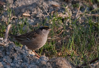 gold crown sparrow-7289 800.jpg