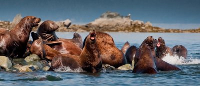 North Island sea lions-0103 800.jpg