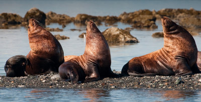 North Island sea lions-0065 800.jpg