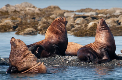 North Island sea lions-0070 800.jpg