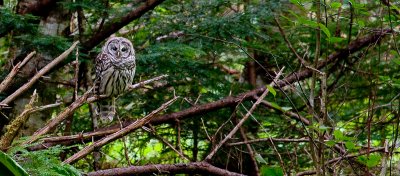 barred owl pano 1200-0144.jpg