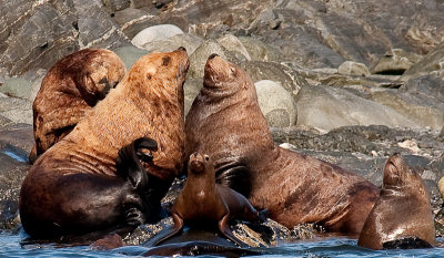 sea lions in September 800-0139.jpg