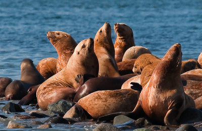 sea lions in September 800-0152.jpg