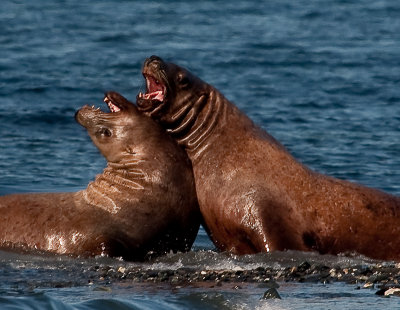 sea lions in September 800-0177.jpg