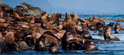 sea lions in September 800-0203.jpg