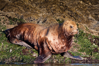 Sea Lion in evening light-9974.jpg