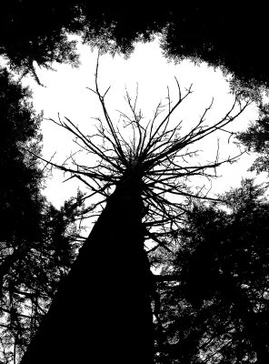 Spooky Tree-2039.jpg