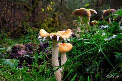 Montana Creek mushrooms lr 800-.jpg