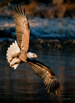 Auke bay eagles -6573.jpg