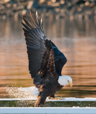 Auke bay eagles -6517.jpg
