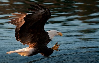 Auke bay eagles -6567.jpg