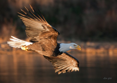 Auke eagle-5995.jpg