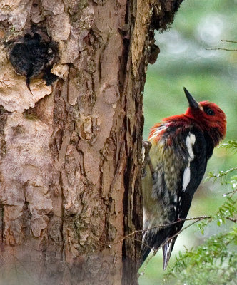 red breasted sap sucker