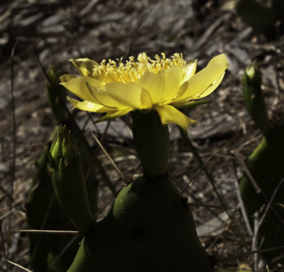 Prickly Pear