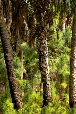 Pines and Palms