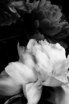 Pinks with White