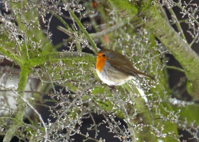 Roodborst