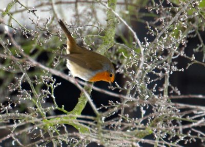Roodborst