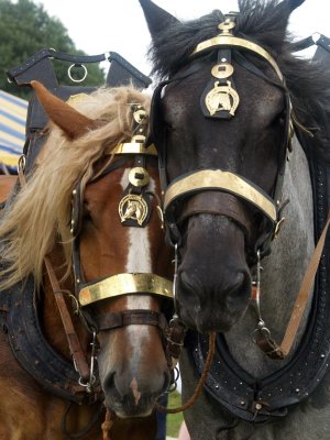 Paardentrek Neerpelt 2009