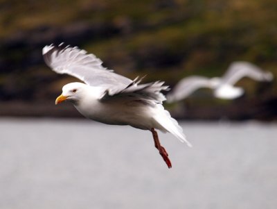 Meeuw in Skarsvg