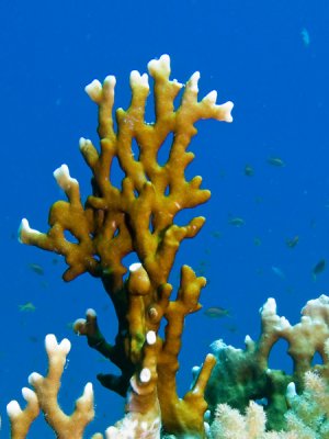 Aquario3