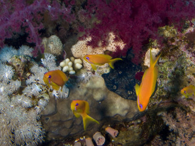 Antias