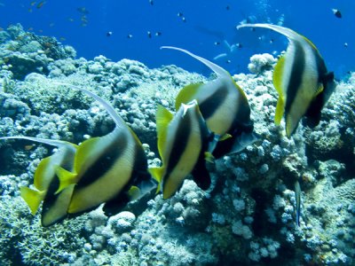 Red Sea bannerfish