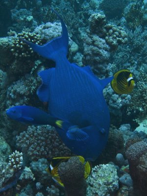 Budiao-azul