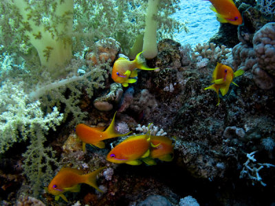 Antias-2