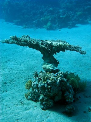 Coral-mesa1