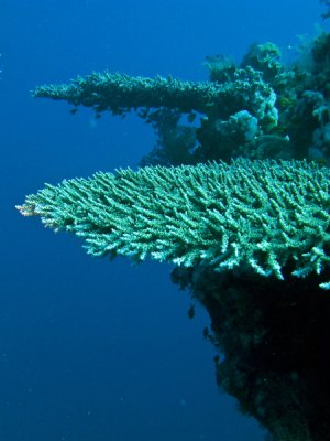 Coral-mesa2