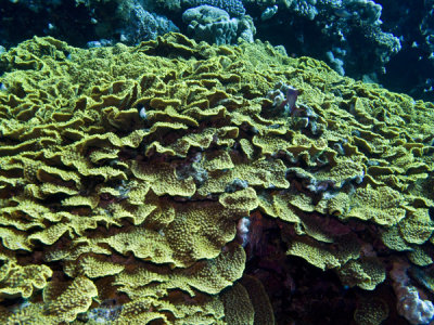 Yellow waver coral1