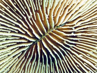 coral-cogumelo