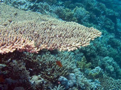coral-mesa