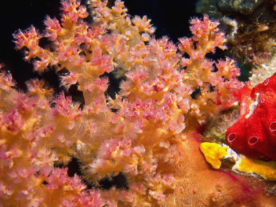 coral-mole5