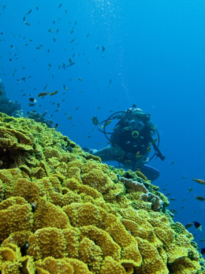Yellow waver coral2