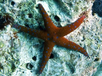Estrela