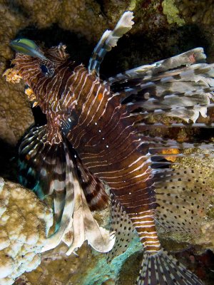 Lyonfish