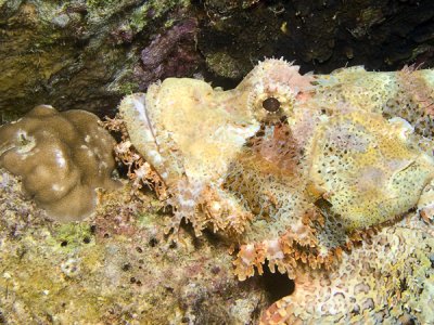 Manganga