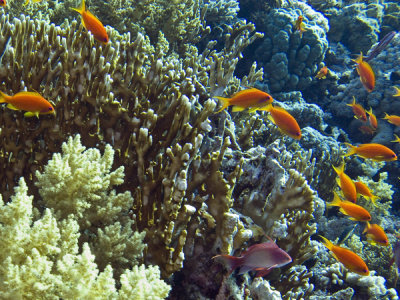 Antias-3