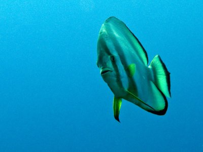 Bannerfish