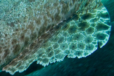 Crocodilodetalhe-2