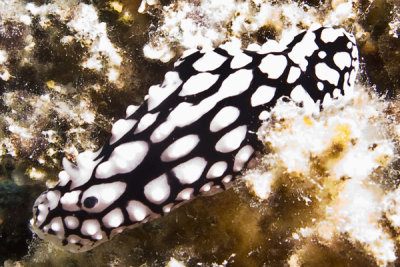 Phyllidia