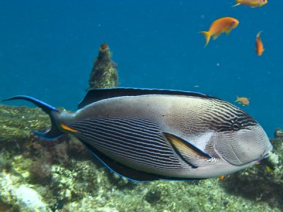 Orangespine-unicornfish