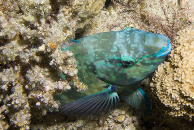 Parrotfish2