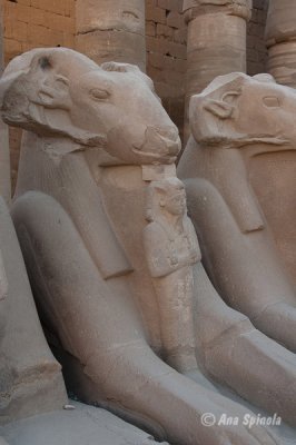 Ram-headed sphinx-symbol of the god Amun