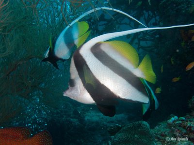 Bunnerfish -2