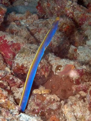 Ribbon eel