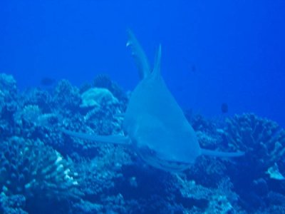Lemon Shark1
