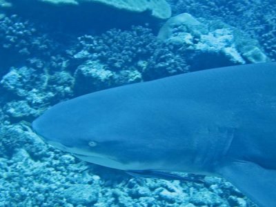 Lemon Shark2